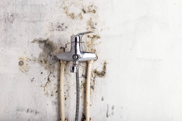 Best Certified Mold Removal  in Wyboo, SC