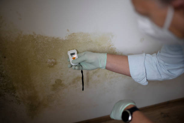 Best Mold Damage Repair  in Wyboo, SC