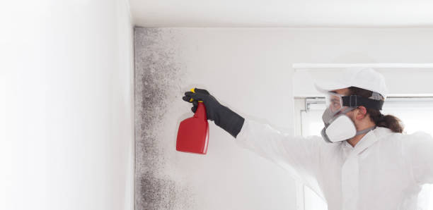 Best Mold Testing  in Wyboo, SC