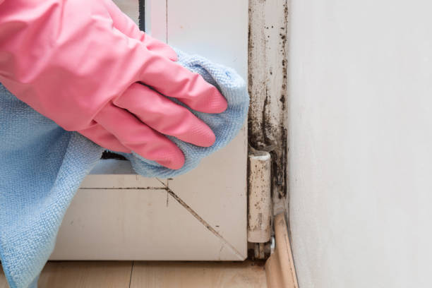 Best Mold Remediation  in Wyboo, SC