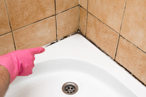 Best Mold Remediation  in Wyboo, SC